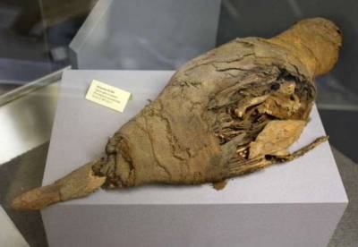 Ученые установили, как в древнеегипетских гробницах появились миллионы мумий птиц
