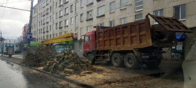 Еще 100 деревьев вырубят на улицах Петрозаводска
