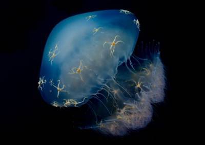 Учёные предлагают есть медуз, чтобы спасти морские ресурсы