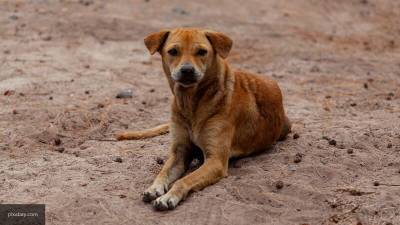 Вологодские власти распорядились уничтожить бешеных собак в местных селах