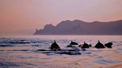 В помощь морю: в Крыму строят центр спасения дельфинов