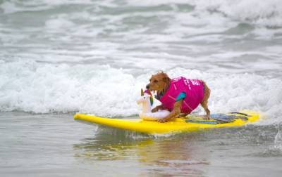 В США соревновались собаки-серфингисты
