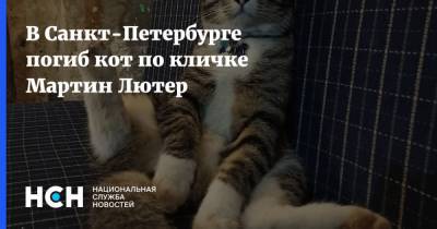 В Санкт-Петербурге погиб кот по кличке Мартин Лютер