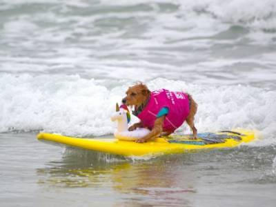В Калифорнии соревновались собаки-серфингисты