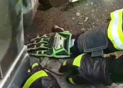 Спасатели разобрали автомобиль москвича, чтобы достать гадюку