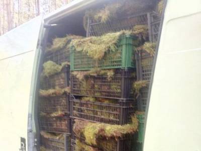 В Житомирской области лесники задержали похитителей дорогого мха