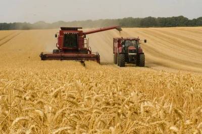 Африканский прорыв: Алжир сделает из России ведущего экспортера пшеницы