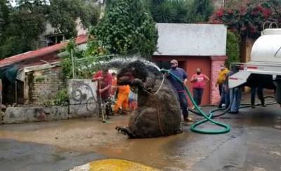 Рабочие вытащили из канализации в Мексике крысу размером с человека — видео
