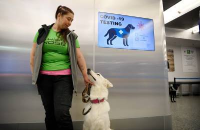 В Финляндии собак подключили к тестированию на коронавирус