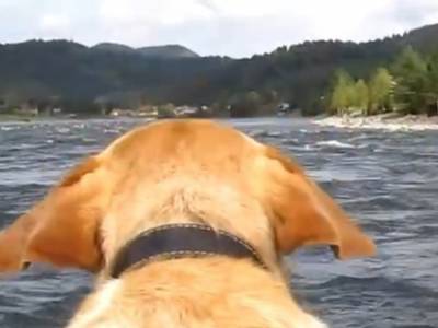 Трусливый пёсик совершил акробатический трюк: Собаки дурачились и прыгали в воду