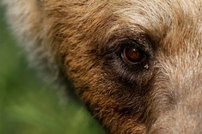 Медведь ворвался в зоопарк и загрыз пожилого самца альпаки