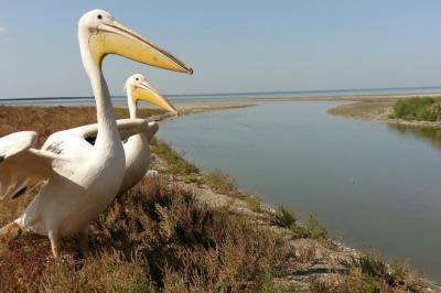 Под Одессой экологи переселили в заповедник редких птиц, которые жили в ресторане