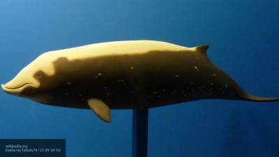Клювый кит оказался рекордсменом среди млекопитающих по погружению в воду
