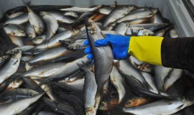 Селедка не прошла: Россия отправила обратно в Латвию 20 тонн рыбы