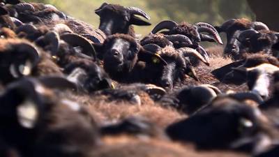 Два миллиарда инвестиций: овцеводство в КЧР выходит на новый уровень