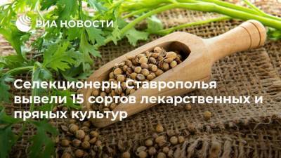 Селекционеры Ставрополья вывели 15 сортов лекарственных и пряных культур
