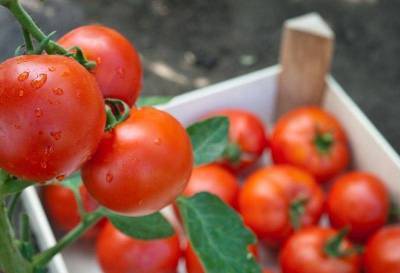 2 простых способа сохранить помидоры свежими на зиму. Берём на заметку