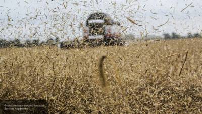 Успех России на рынке пшеницы поразил аналитиков Bloomberg