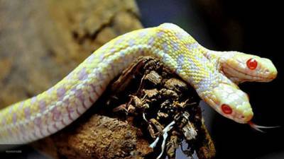 Ядовитая змея перепутала австралийского дрессировщика с едой