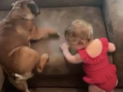 «Лапы коротковаты»: попытки собаки и малыша залезть на диван восхитили Сеть