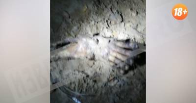 Останки человека нашли возле остановки в Ленобласти