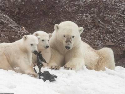 В Норвегии заметили белых медведей, поедающих пластиковые отходы