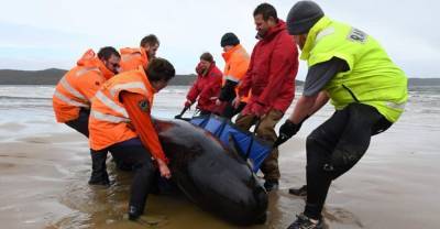Самоубийство китов возле Тасмании стало самым массовым за последние годы и озадачило ученых | Мир | OBOZREVATEL