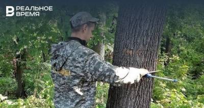 В Татарстане провели лесопатологическое обследование 20 га леса