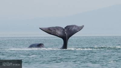 Клюворылый кит стал рекордсменом по погружению в воду среди млекопитающих