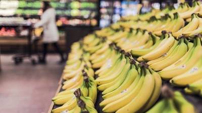 Бананы могут стать дефицитным продуктом в мире