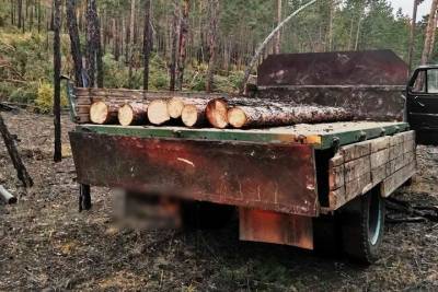 В Улан-Удэ «черные» лесорубы напилили деревья почти на 2 млн рублей