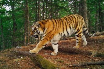 По факту убийства тигра в Амурской области возбуждено уголовное дело