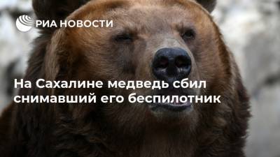 На Сахалине медведь сбил снимавший его беспилотник