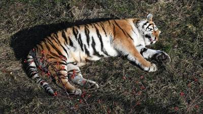 Уголовное дело возбудили после убийства тигра в Амурской области