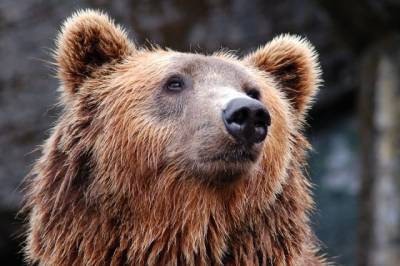 На Сахалине медведь сбил квадрокоптер местного видеографа