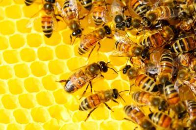 Пчеловоды в Хабаровском крае получат деньги на развитие