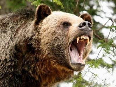 Медведь гризли убил охотника на Аляске