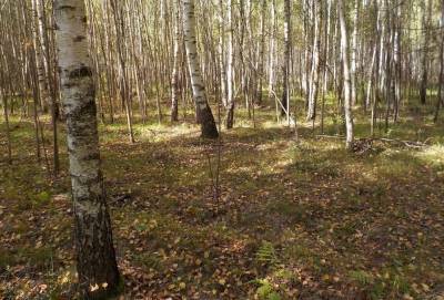 В России появятся частные леса