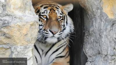 "С рук им это не сойдет": глава Приамурья об убийстве тигра Павлика