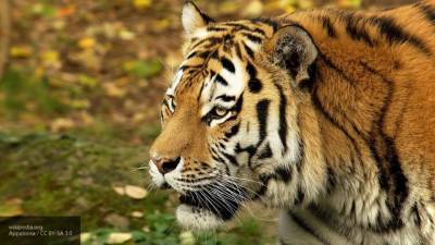 Браконьеры убили краснокнижного амурского тигра Павлика