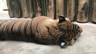 В Амурской области убили краснокнижного тигра Павлика