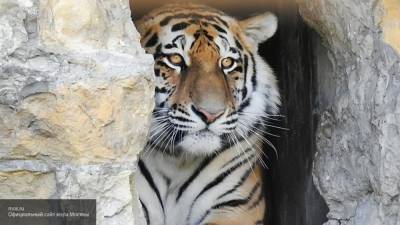 Прокуратура организовала проверку после убийства краснокнижного тигра