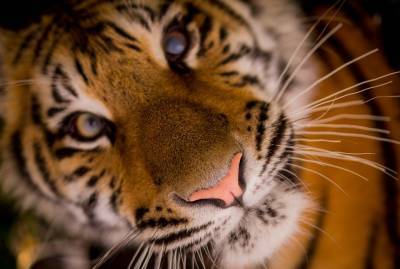 В Приамурье разыскивают причастных к убийству тигра из Красной книги
