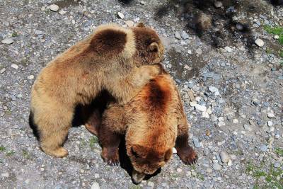 На Сахалине медведь сбил лапой снимавший его беспилотник