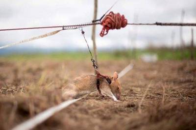 Героический грызун: гигантскую крысу наградили за отвагу при поиске мин