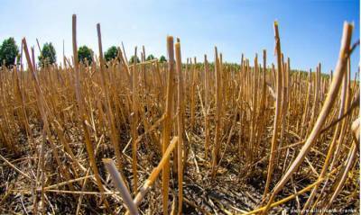 Аграрии оценили свои потери от засухи в 6,5 млрд грн