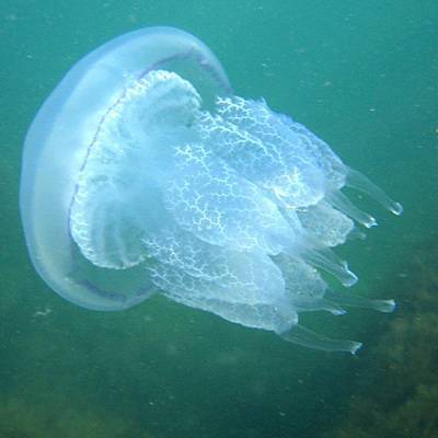 На пляжах Сочи обнаружили массово выплывших к берегу опасных медуз-корнеротов