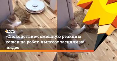 «Спокойствие»: смешную реакцию кошек наробот-пылесос засняли навидео
