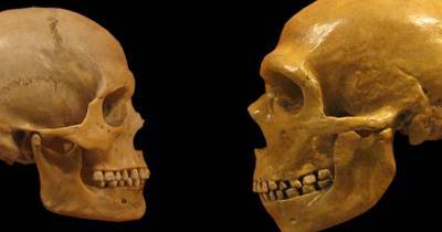 Y-хромосому неандертальцы получили от современного человека