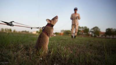 Гигантскую крысу наградили за разминирование Камбоджи